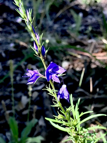 Veronica arenaria