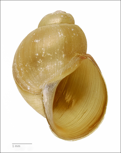 Galba cockerelli