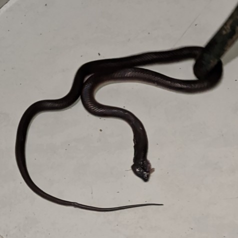 Black False Boa