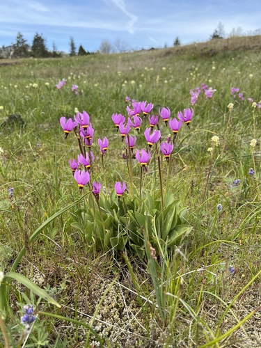 Dodecatheon poeticum L.F.Hend.