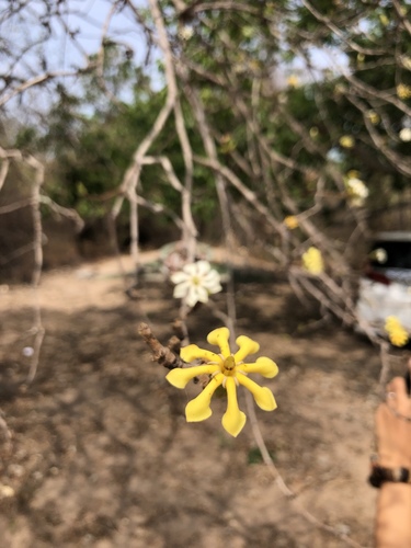 Catunaregam tomentosa