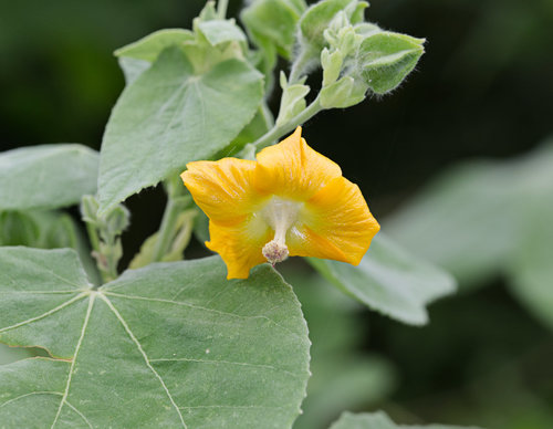 Asian Indian mallow (Abutilon auritum)
