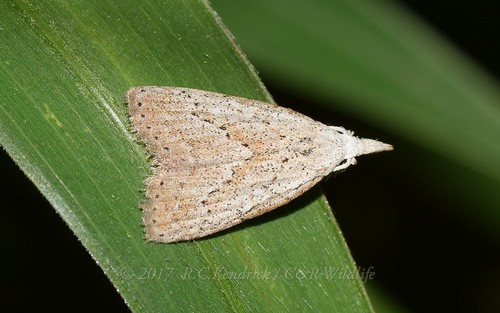 Meganola brunellus (Hampson, 1893)