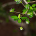Small-leaved Acalypha - Photo (c) pteridium, all rights reserved, uploaded by pteridium