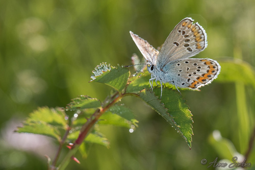 Reverdin's Blue