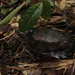 Striped Leaf Turtle - Photo (c) Parinya Herp Pawangkhanant, all rights reserved, uploaded by Parinya Herp Pawangkhanant