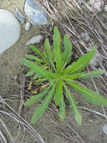 Broad Leaved Fleabane (Conyza albida)