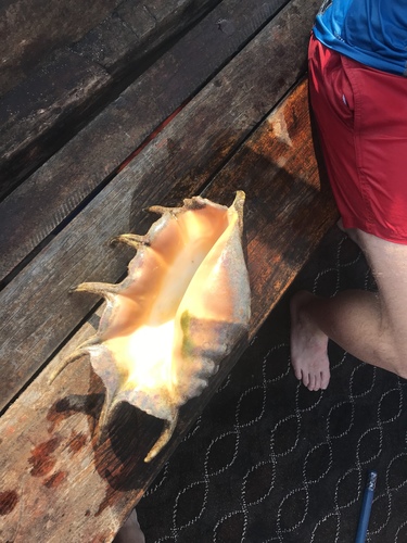 Giant Spider Conch