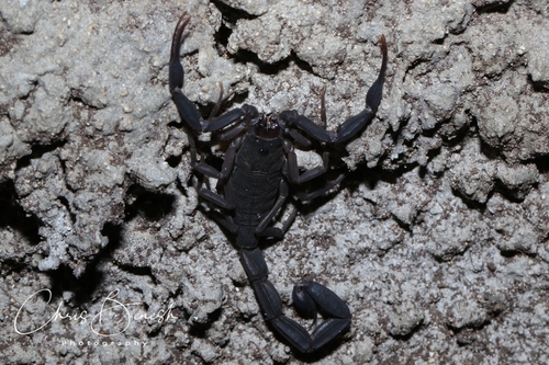 Centruroides caribbeanus