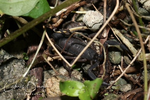 Centruroides caribbeanus
