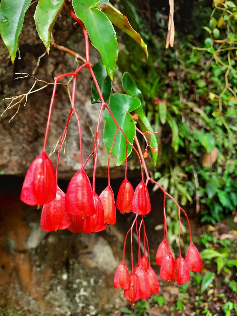 Begonia coccinea — an easy houseplant, prefers partial sun light
