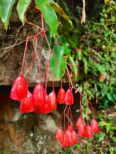 Begonia coccinea Hook.