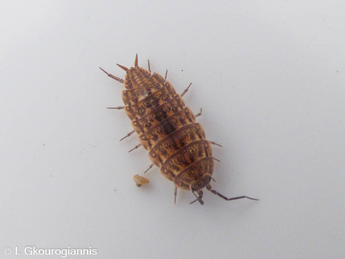 Orthometopon phaleronense
