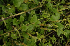 Image of Anredera ramosa