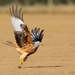 Red Kite - Photo (c) ludob, all rights reserved