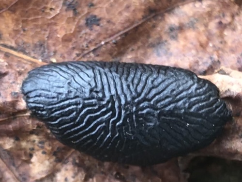 American Tar Spot