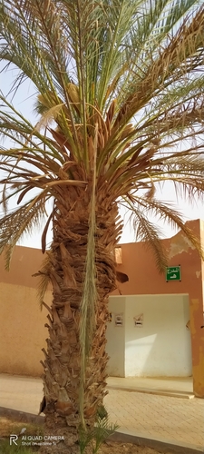 Date Palm