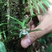Dichaea panamensis - Photo (c) cath_agudelo，保留所有權利