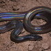 閃鱗蛇 - Photo 由 Parinya Herp Pawangkhanant 所上傳的 (c) Parinya Herp Pawangkhanant，保留所有權利