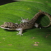 Cha-am Leaf-toed Gecko - Photo (c) Parinya Herp Pawangkhanant, all rights reserved, uploaded by Parinya Herp Pawangkhanant