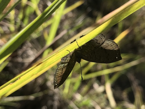 Voltinia cebrenia · iNaturalist