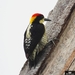 Beautiful Woodpecker - Photo (c) Jhorman Yepes, all rights reserved, uploaded by Jhorman Yepes