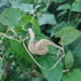 Aristolochia pichinchensis - Photo 由 DIEGO FERNANDO ZURITA CHICAIZA 所上傳的 (c) DIEGO FERNANDO ZURITA CHICAIZA，保留所有權利