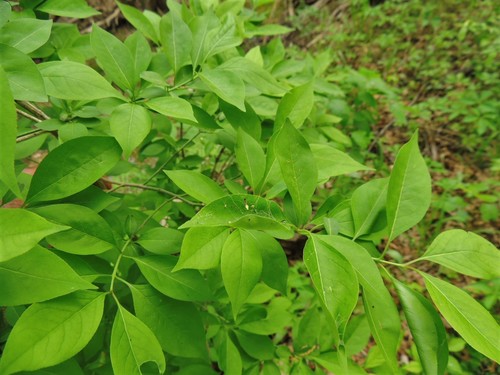 Euonymus atropurpureus var. cheatumii