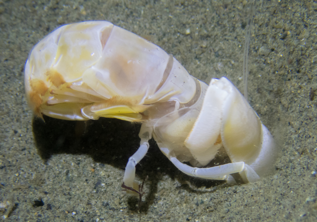 Bay Ghost Shrimp (Neotrypaea californiensis) · iNaturalist Canada