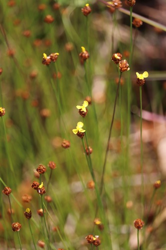 Xyris brevifolia Michx.