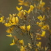 Stauracanthus genistoides - Photo (c) Joao Tiago Tavares, todos los derechos reservados, subido por Joao Tiago Tavares