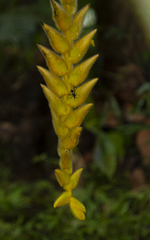 Image of Heliconia xanthovillosa