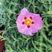 Purple-flowered Rock-Rose - Photo (c) Barbara Forbes, all rights reserved, uploaded by Barbara Forbes