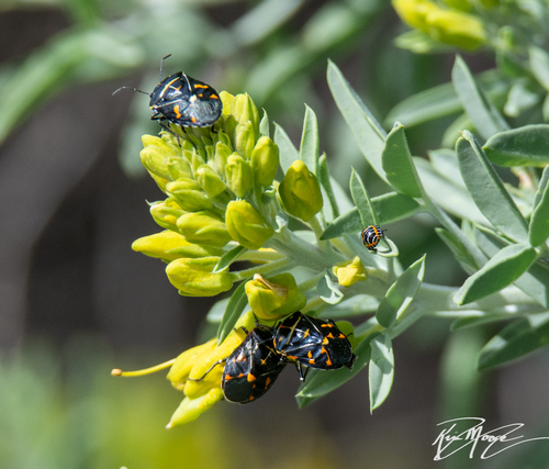 iNaturalist observation photo of Harlequin Bug