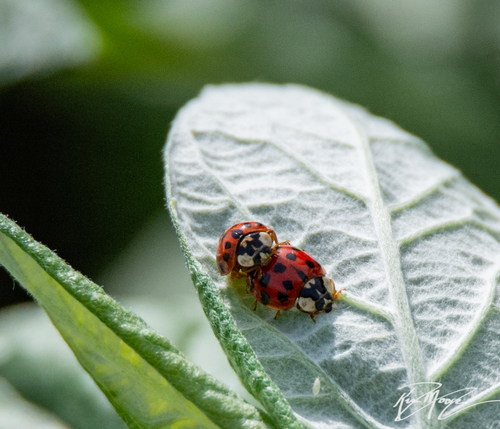 iNaturalist observation photo of Asian Lady Beetle