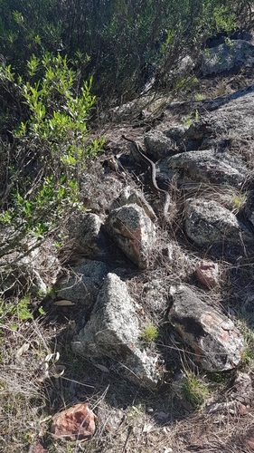 Inland Carpet Python sighting