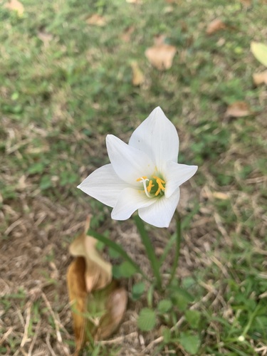 Puerto Rico zephyrlily (Zephyranthes puertoricensis)