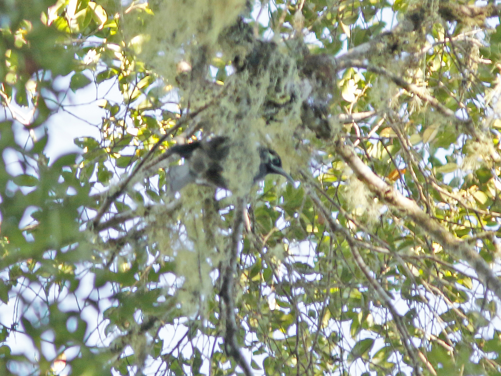 Cinnamon-browed Melidectes (Melidectes ochromelas) photo