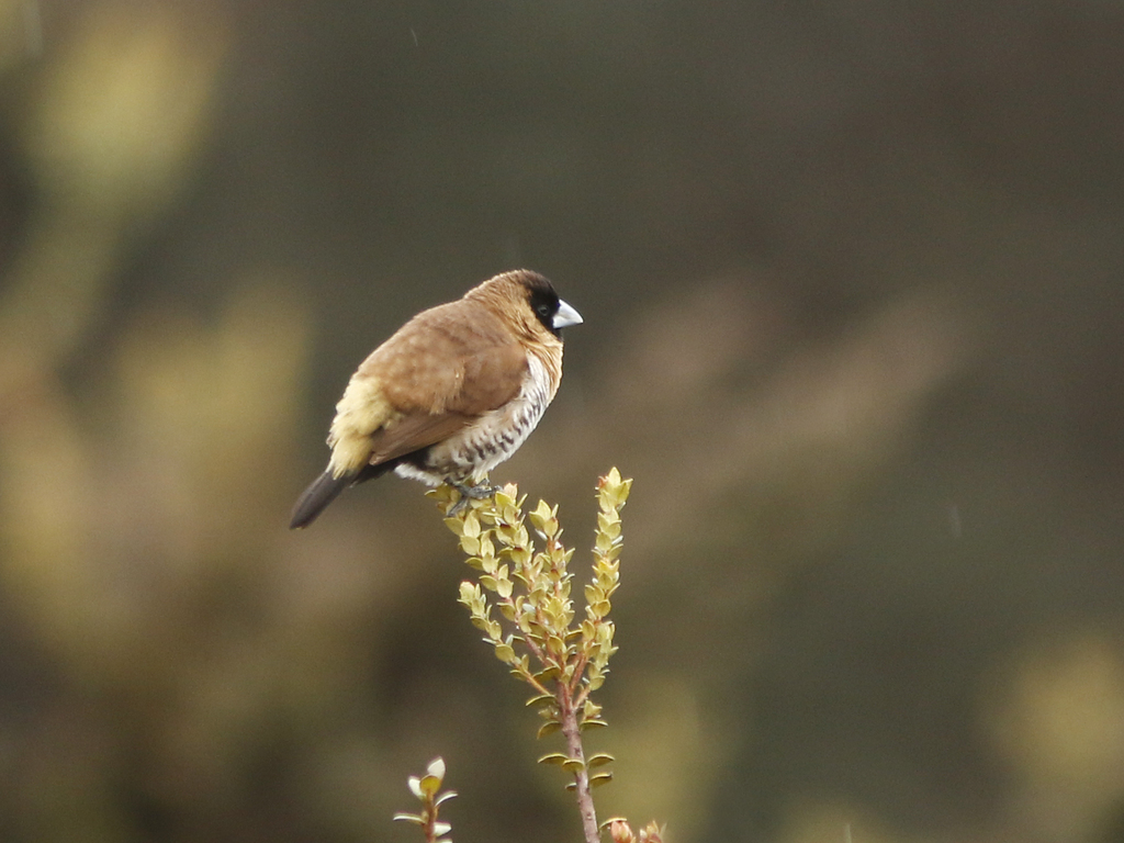 Snow Mountain Munia photo