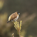 Snow Mountain Munia - Photo (c) David Beadle, all rights reserved, uploaded by David Beadle