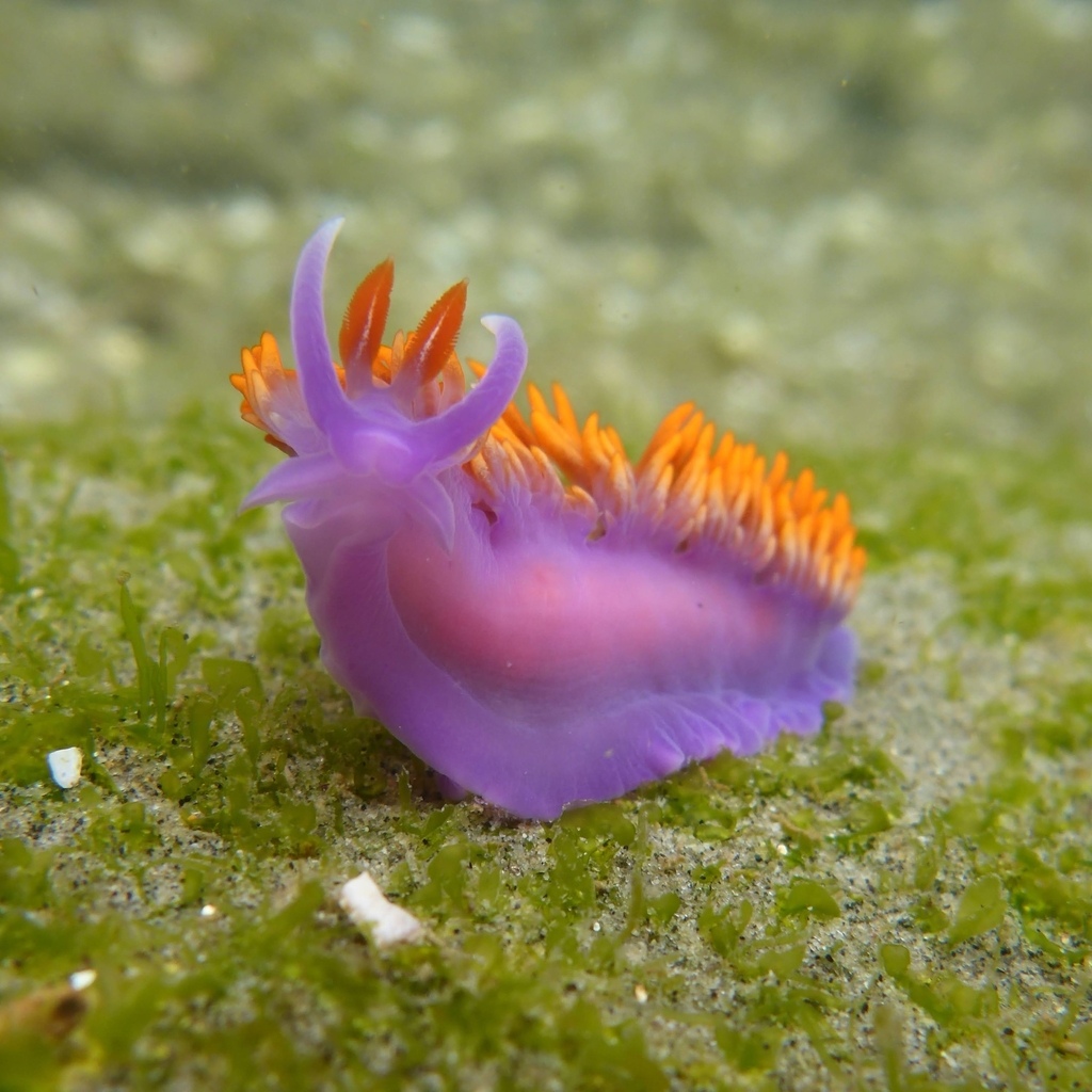spanish-shawl-from-la-jolla-ca-92037-usa-on-03-april-2021-at-09-21