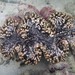 Tridacna squamosa - Photo (c) rodolfpan, όλα τα δικαιώματα διατηρούνται, uploaded by rodolfpan
