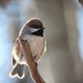 Tits, Chickadees, and Titmice - Photo (c) Denise Chambers, all rights reserved