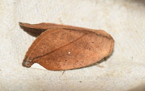 How to identify Negeta contrariata Walker, 1862