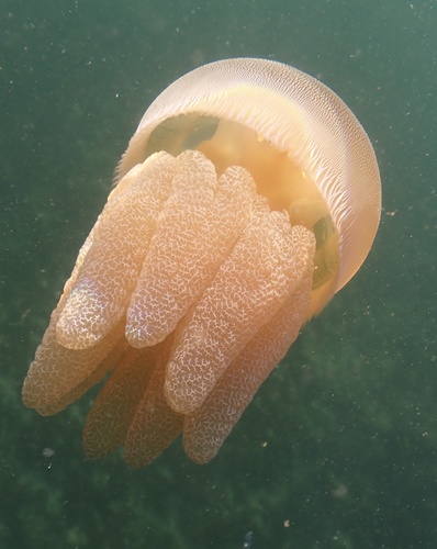 photo of Blue Blubber Jelly (Catostylus mosaicus)