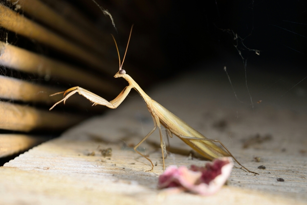 Eight-spot Mantis (Mantis octospilota) · iNaturalist Eight-spot Mantis (Mantis octospilota) · iNaturalist