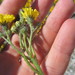 Tall Mouse-Ear-Hawkweed - Photo (c) Tyler Brummer, all rights reserved
