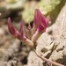 Astragalus angulosus - Photo (c) Ramy Maalouf, todos os direitos reservados, uploaded by Ramy Maalouf
