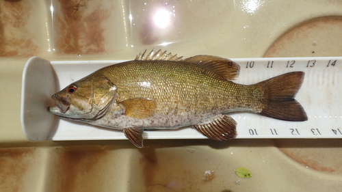Smallmouth Bass
