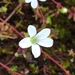 Arenaria cerastioides - Photo (c) Amar Saci, all rights reserved, uploaded by Amar Saci